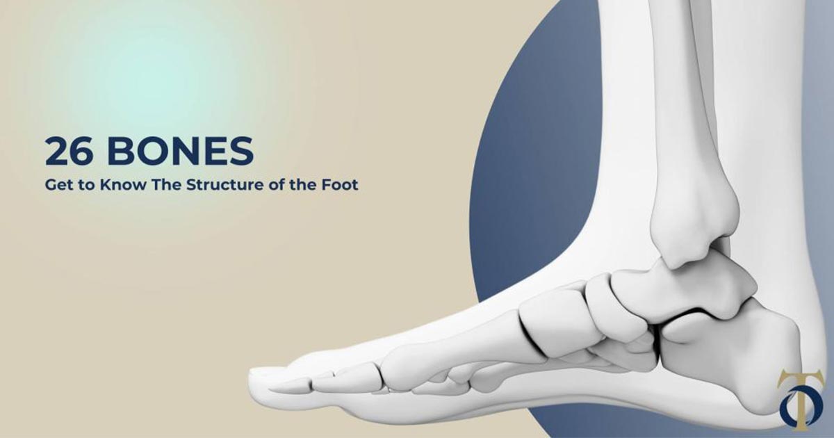 Anatomy of the Foot and Ankle: A Look at 26 Bones